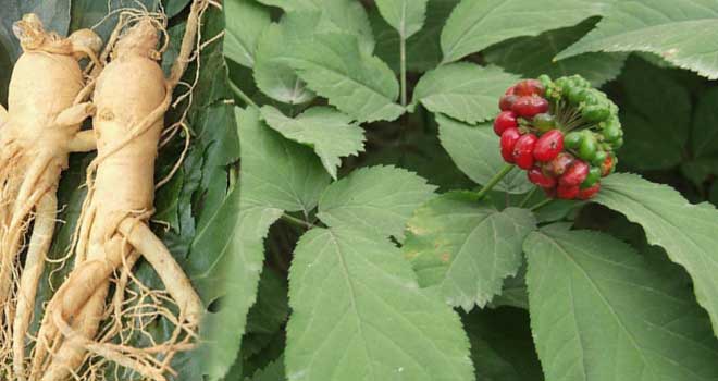 Američki Ginseng