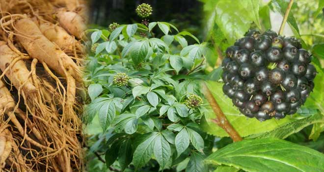 Sibirski Ginseng
