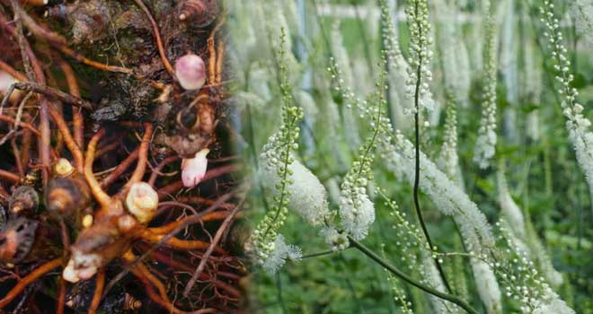 Grozdasta Habulica