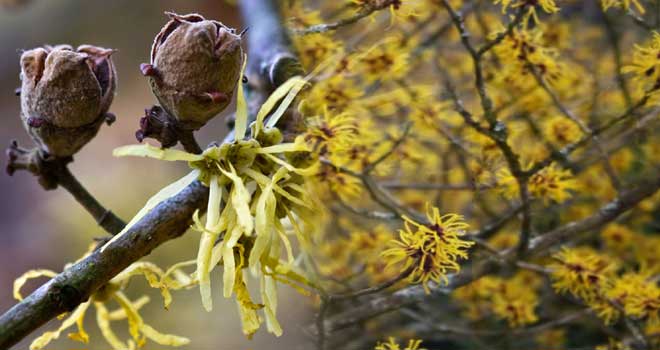 Hamamelis