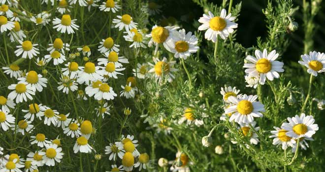 Prava Kamilica - Rimska Kamilica