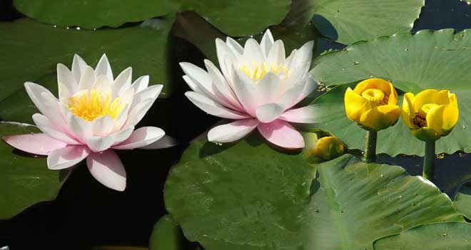 Bijeli Lopoč - Žuti Lokvanj