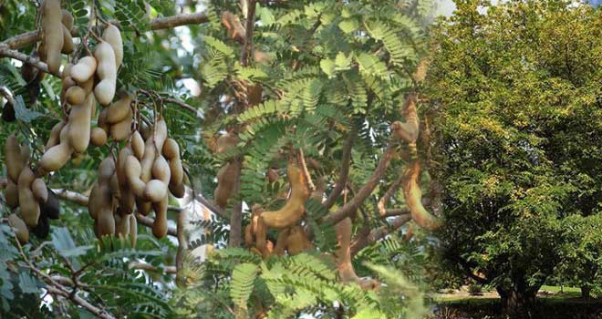 Tamarind